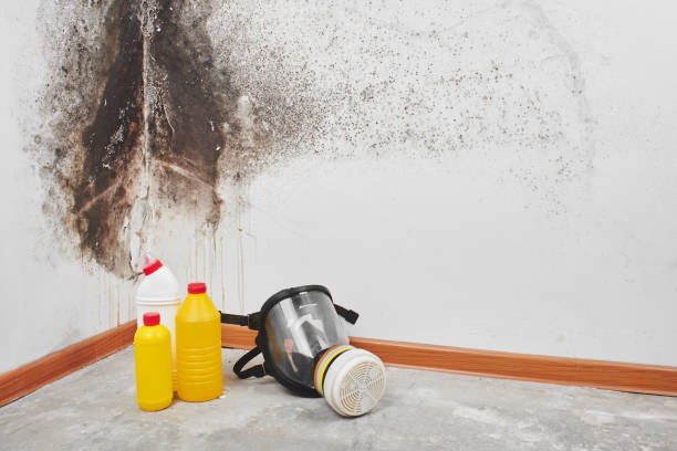 Best Mold Removal and Inspection  in Lindsborg, KS