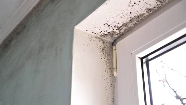 Best Affordable Mold Removal  in Lindsborg, KS