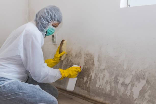 Best Emergency Mold Removal  in Lindsborg, KS