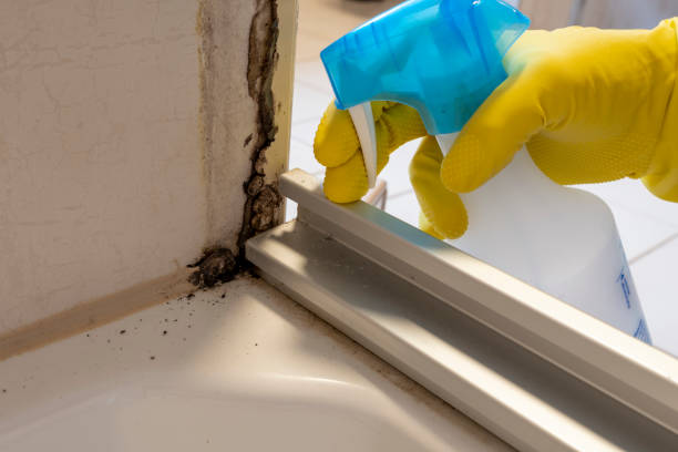 Best Attic Mold Removal  in Lindsborg, KS
