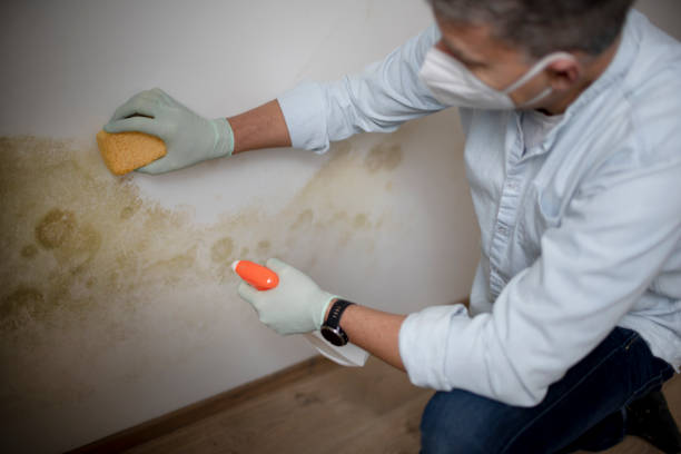 Best Residential Mold Removal  in Lindsborg, KS