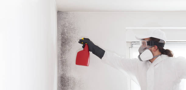 Best Home Mold Removal  in Lindsborg, KS