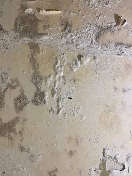 Best Mold Damage Repair  in Lindsborg, KS
