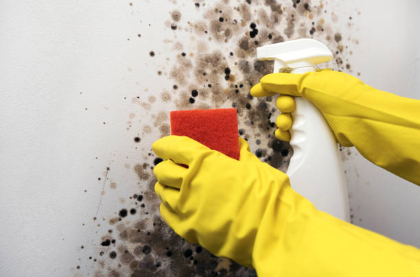 Best Water Damage Restoration  in Lindsborg, KS