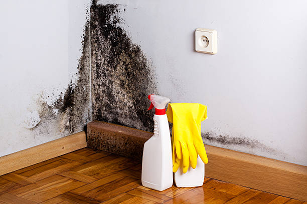 Best Fast Mold Removal  in Lindsborg, KS