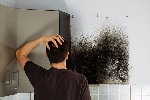 Best Mold Remediation  in Lindsborg, KS